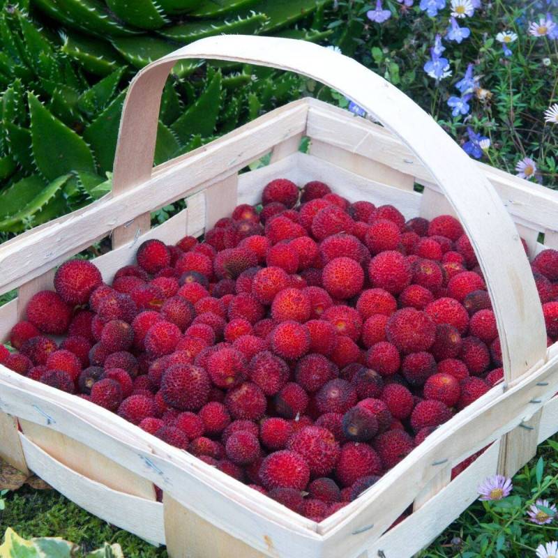 Arbousier, Arbre aux fraises à fleurs Blanche/ - feuillage Persistant - Pot de 7,5L - 60/80 cm - Imagen 9