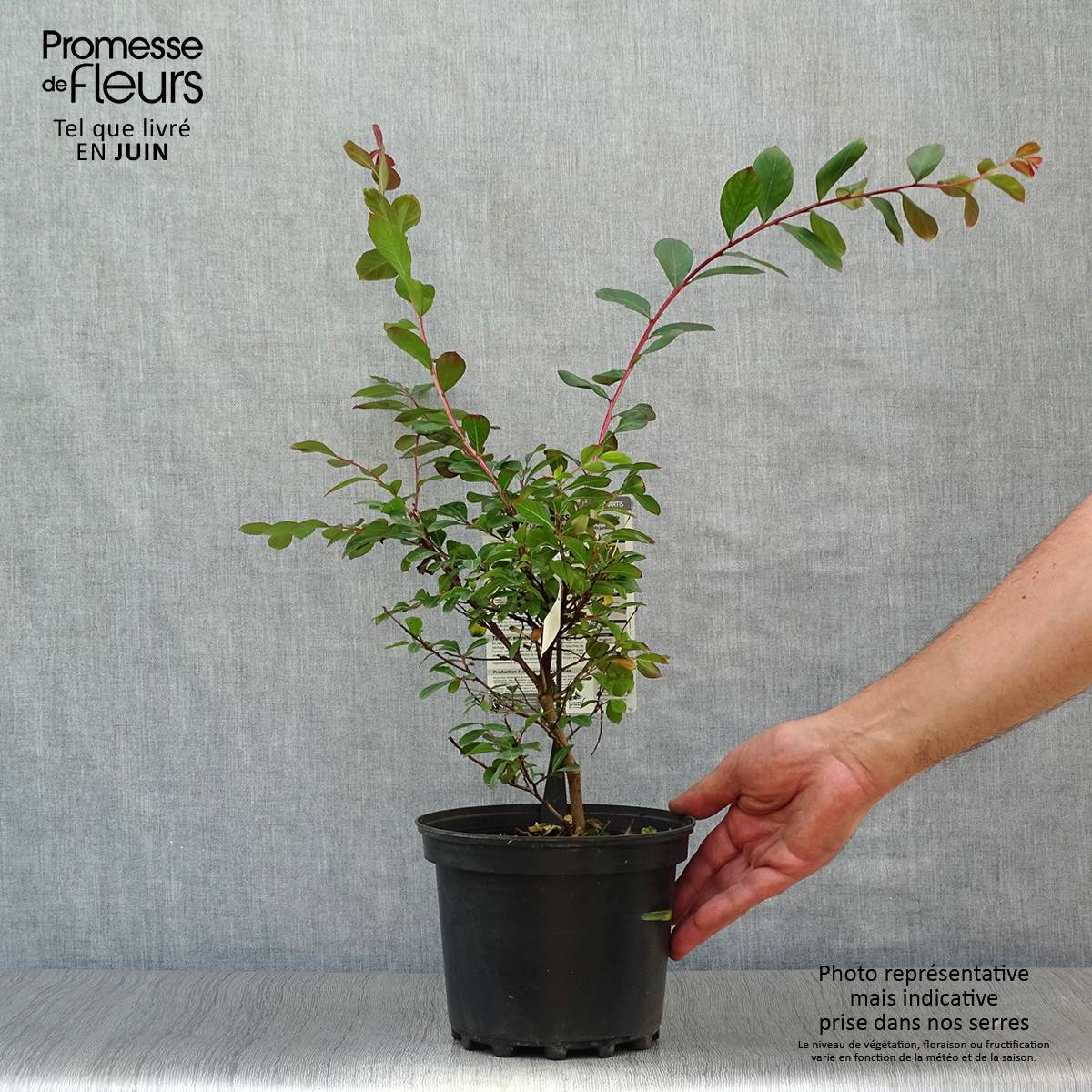 Lagerstroemia indica Terrasse Rouge - Lilas des Indes Pot de 3L/4L - Image 2