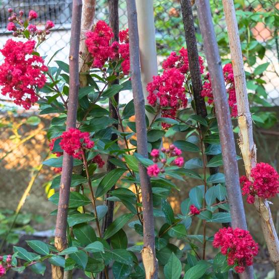 Lagerstroemia indica Terrasse Rouge - Lilas des Indes Pot de 3L/4L - Image 1