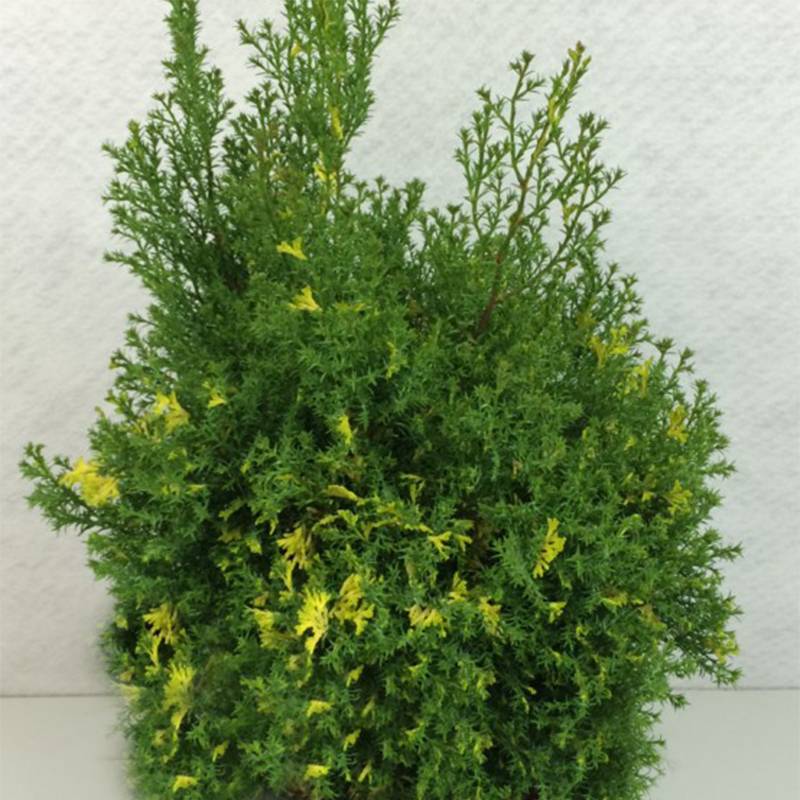 Faux cyprès du Japon - Chamaecyparis obtusa Saffron Spray -               Pot de 2L/3L - Image 1