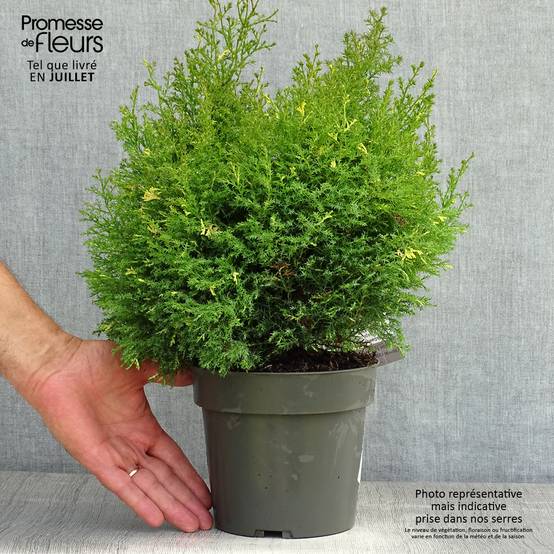 Faux cyprès du Japon - Chamaecyparis obtusa Saffron Spray - Pot de 2L/3L - Image 2