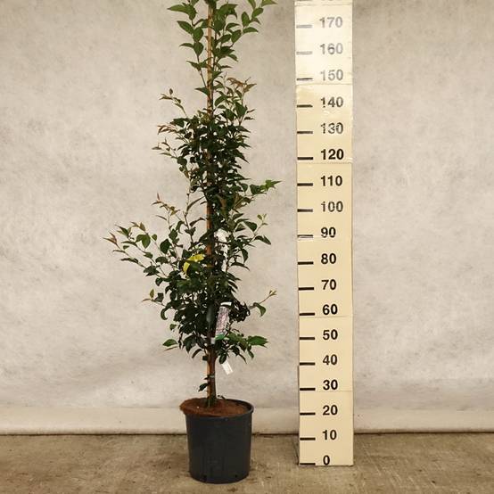 Promesse de Fleurs - Cerisier à fleurs - Prunus Pandora Pot de 12L/15L, Tige - Image 2