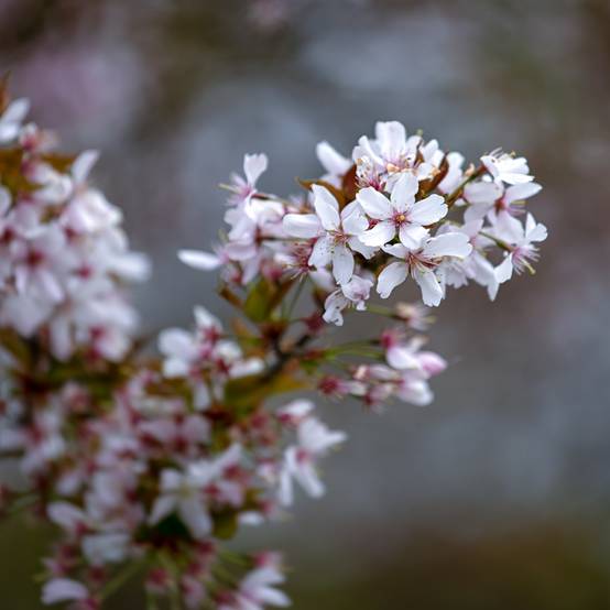 Promesse de Fleurs - Cerisier à fleurs - Prunus Pandora Pot de 12L/15L, Tige - Image 1
