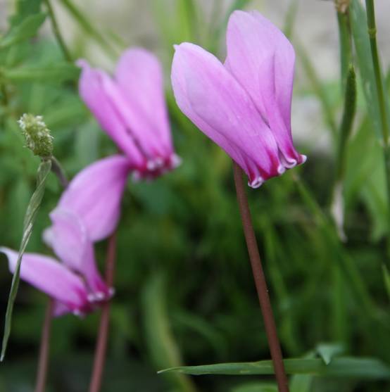 Cyclamen de Naples rose Godet de 7/8 cm - Image 1