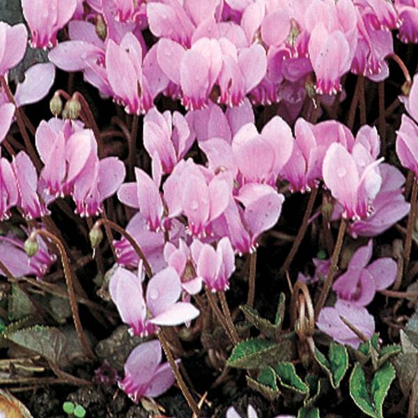 Cyclamen de Naples rose Godet de 7/8 cm - Image 2