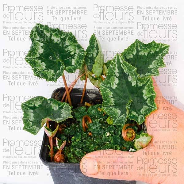 Cyclamen de Naples rose Godet de 7/8 cm - Image 3