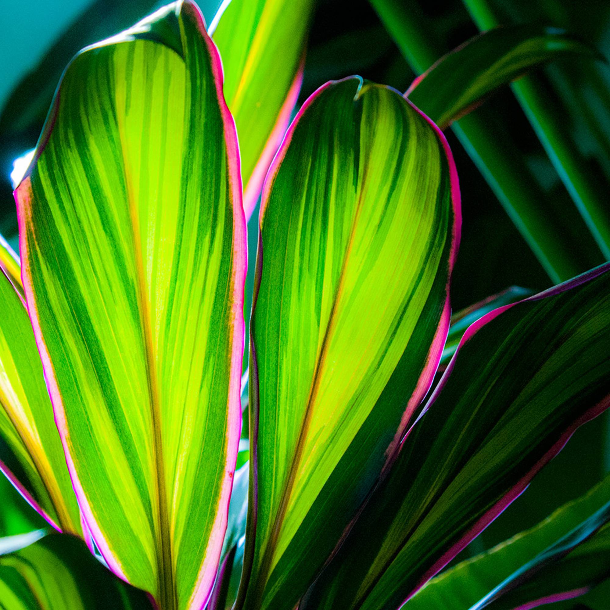 Gardenersdream - Cordyline Kiwi Au Feuillage Persistant | Épinard Hawaïen | Roseau Des Indes De 30 À 40 Cm En Pot - GardenersDream - Imagen 3