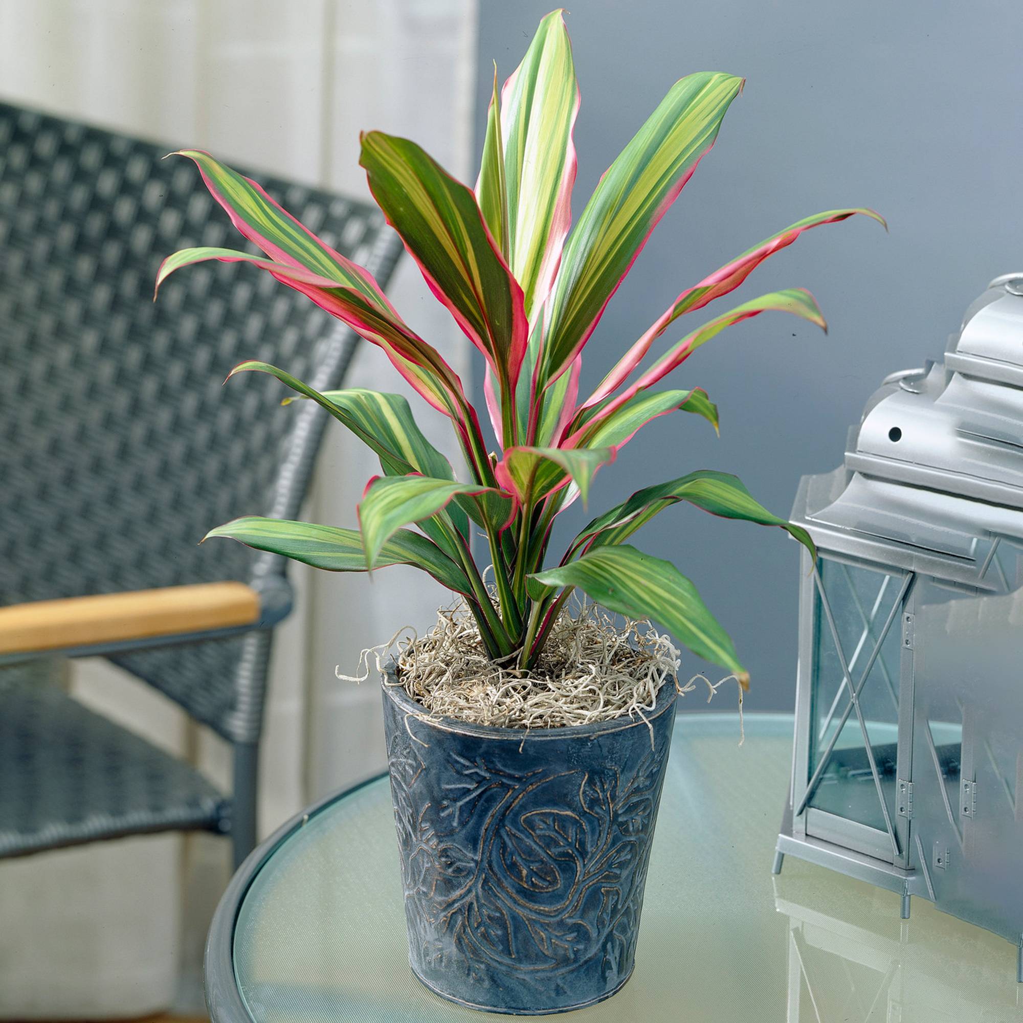 Gardenersdream - Cordyline Kiwi Au Feuillage Persistant | Épinard Hawaïen | Roseau Des Indes De 30 À 40 Cm En Pot - GardenersDream - Imagen 1