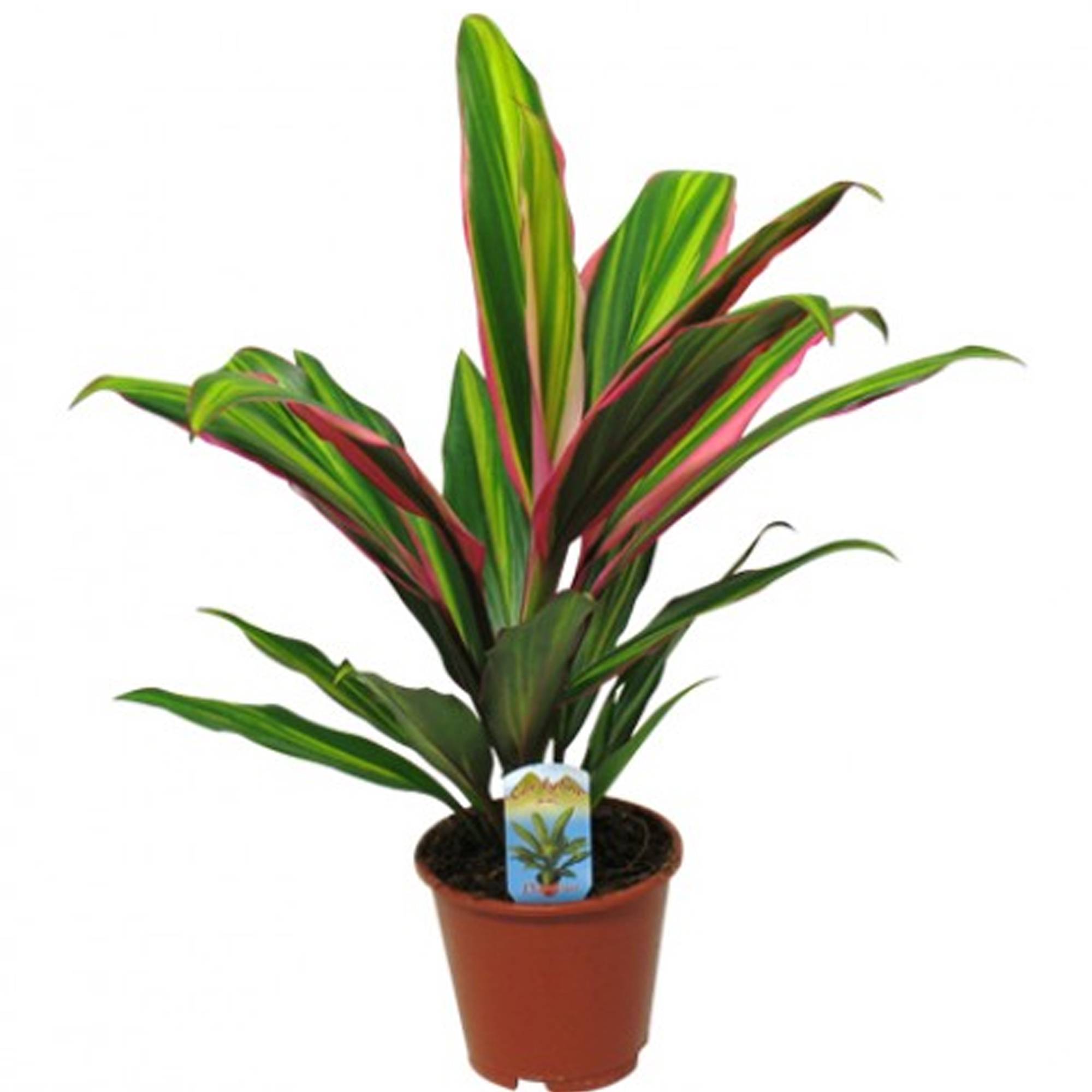 Gardenersdream - Cordyline Kiwi Au Feuillage Persistant | Épinard Hawaïen | Roseau Des Indes De 30 À 40 Cm En Pot - GardenersDream - Imagen 2