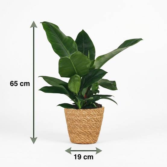 La Green Touch - Philodendron Imperial Vert - H65cm - Image 5