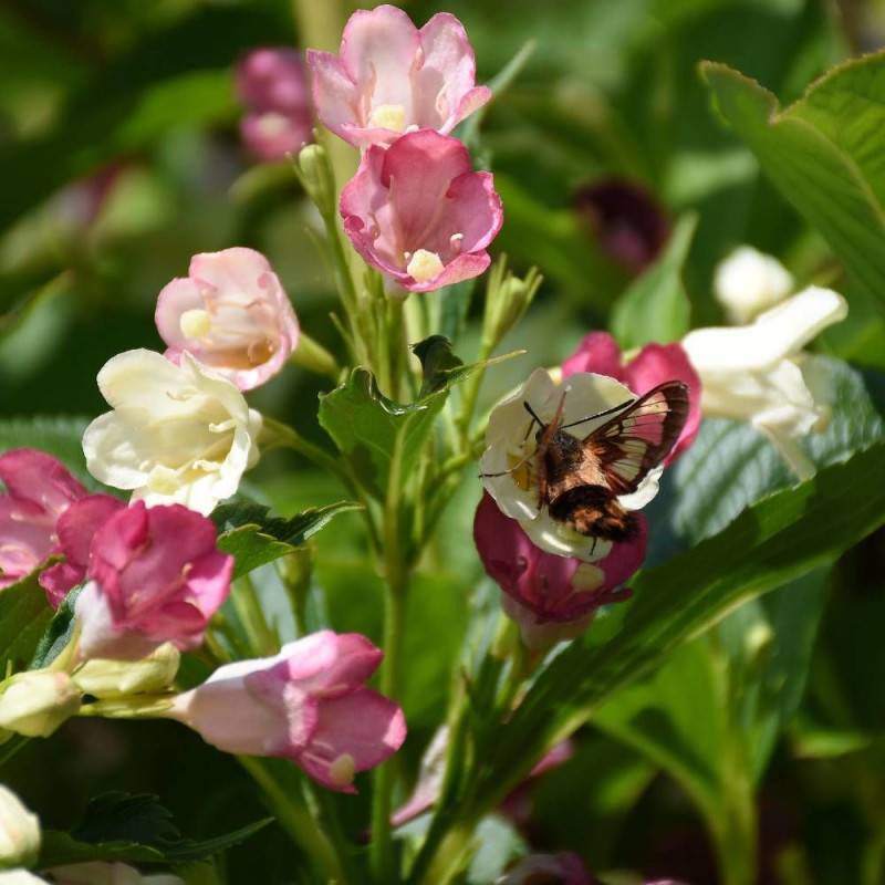Weigela Marjorie, Weigelia à fleurs Rose - feuillage Caduc - Pot de 7,5L - 60/80 cm-  hauteur à maturité De 1,00 m à 1,50 m - Imagen 1