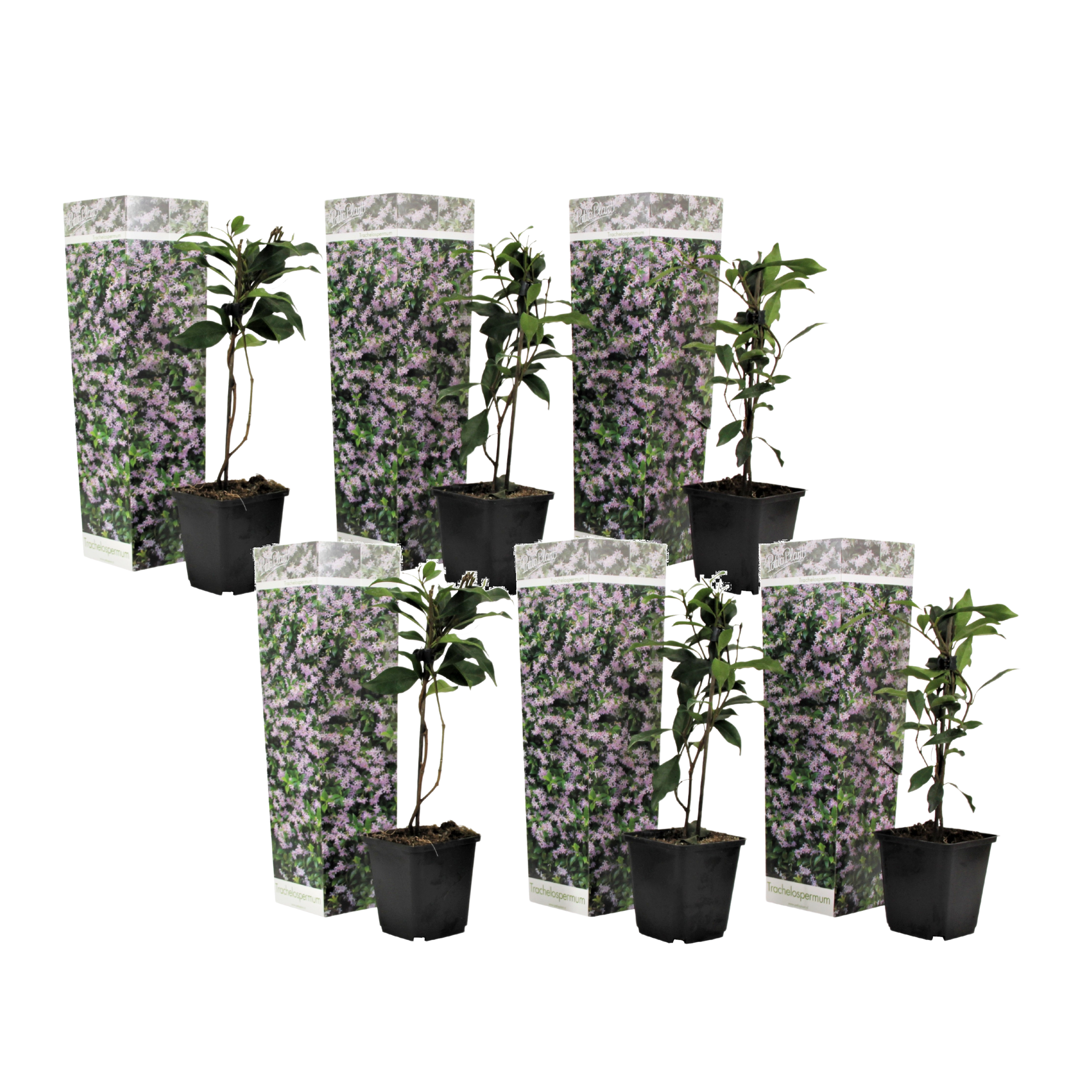 Jasmin étoilé - Set de 6 - Trachelospermum jasminoides - Hauteur 25-40cm - ⌀9cm - Image 1