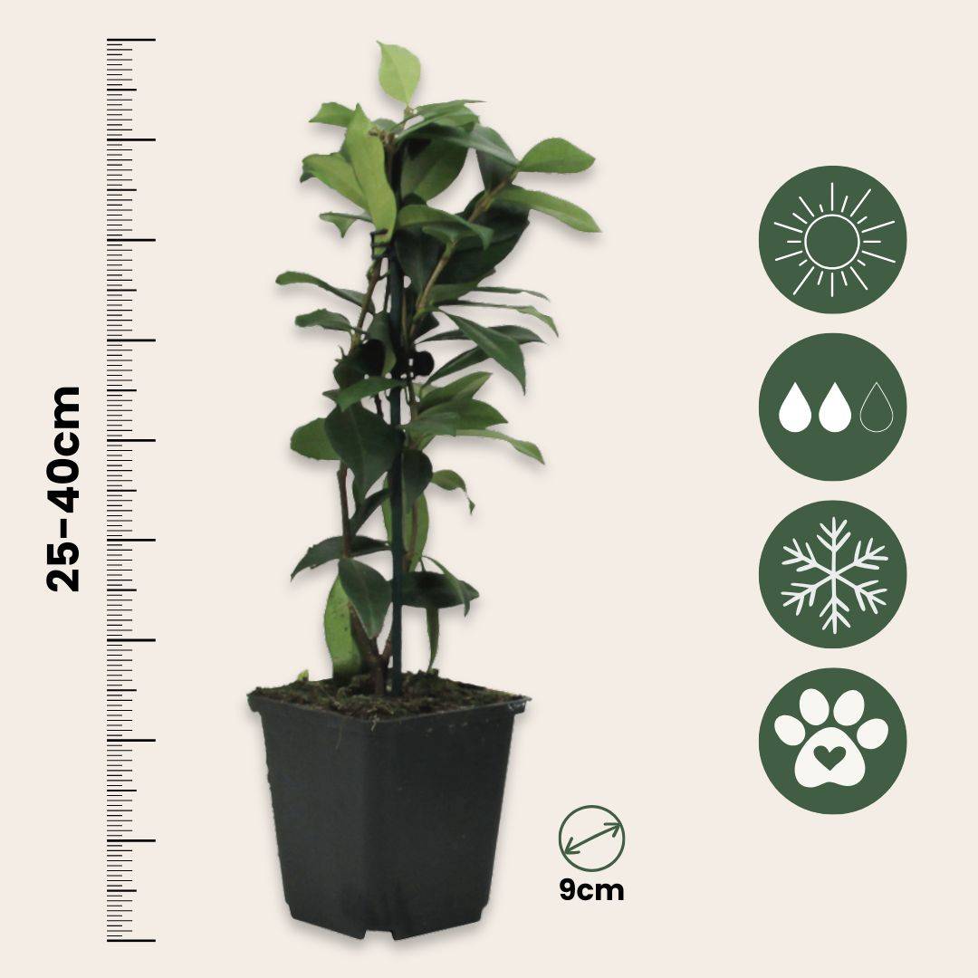 Jasmin étoilé - Set de 6 - Trachelospermum jasminoides - Hauteur 25-40cm - ⌀9cm - Image 4