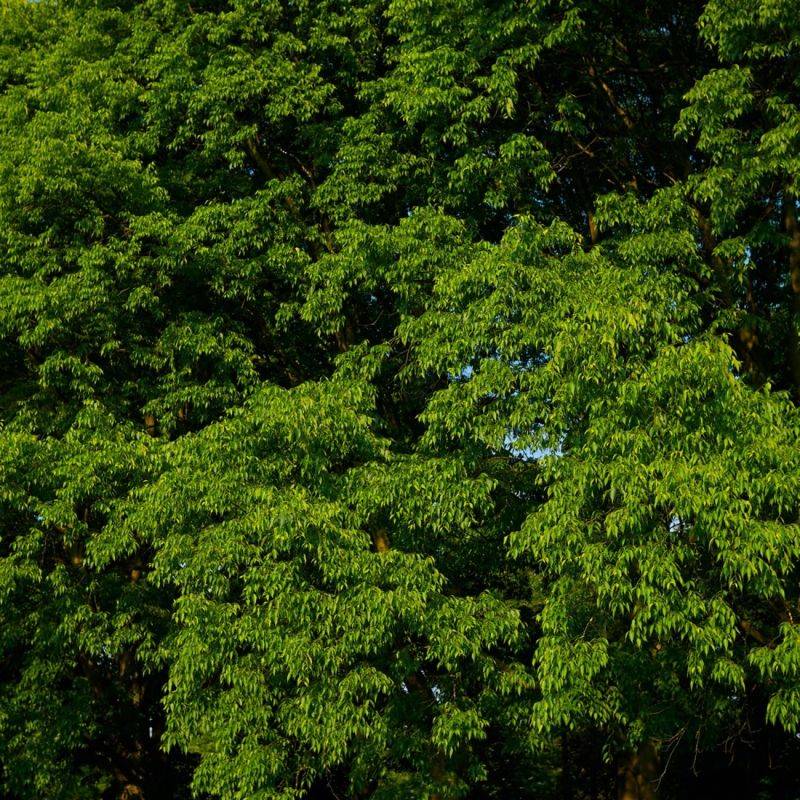 Micocoulier de Provence (Celtis australis) - Godet - Taille 20/40cm - Pépinières Naudet