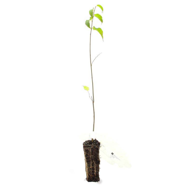 Micocoulier de Provence (Celtis australis) - Godet - Taille 20/40cm - Pépinières Naudet - Imagen 3