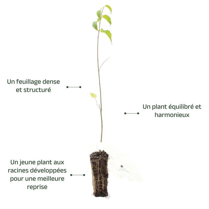 Micocoulier de Provence (Celtis australis) - Godet - Taille 20/40cm - Pépinières Naudet - Image 4