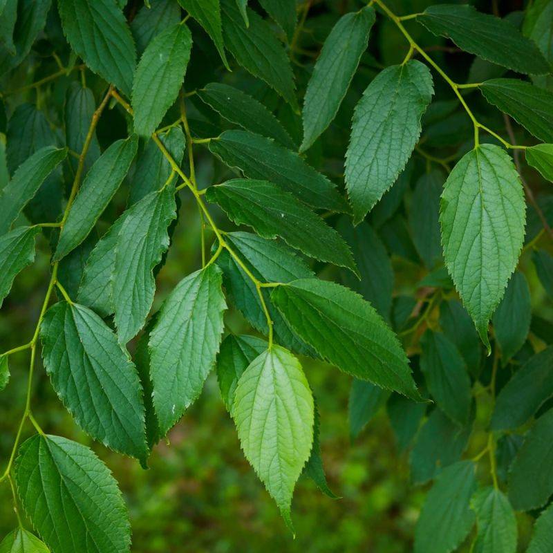 Micocoulier de Provence (Celtis australis) - Godet - Taille 20/40cm - Pépinières Naudet - Image 2