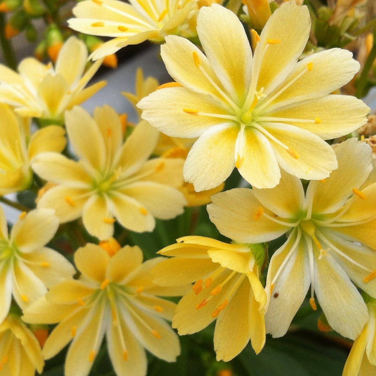 Promesse de Fleurs - Lewisia cotyledon Elise Golden Yellow Mini-motte Ø 1,5/2,5 cm (par 3)