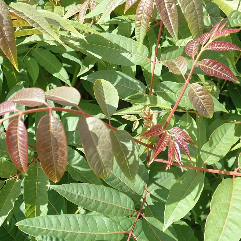 Toona sinensis - Acajou de Chine Pot de 3L/4L