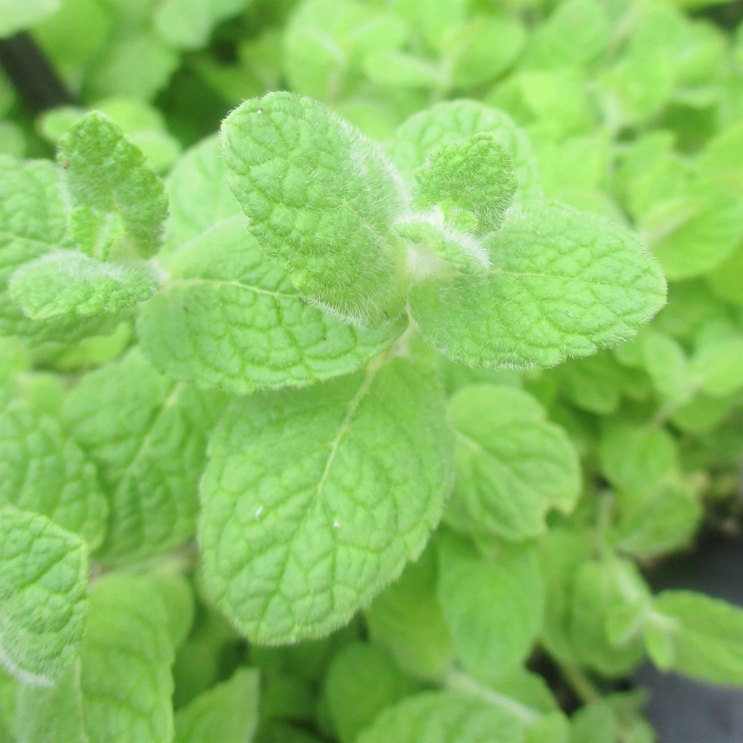 Promesse de Fleurs - Menthe suave BIO - Mentha suaveolens Godet de 8/9 cm