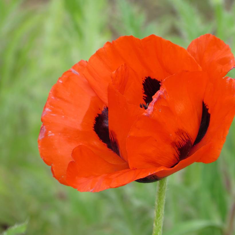 Graines de Pavot d'Orient (Oosterse Klaproos) - Papaver orientale le sachet de 1150 graines environ (0,3g)