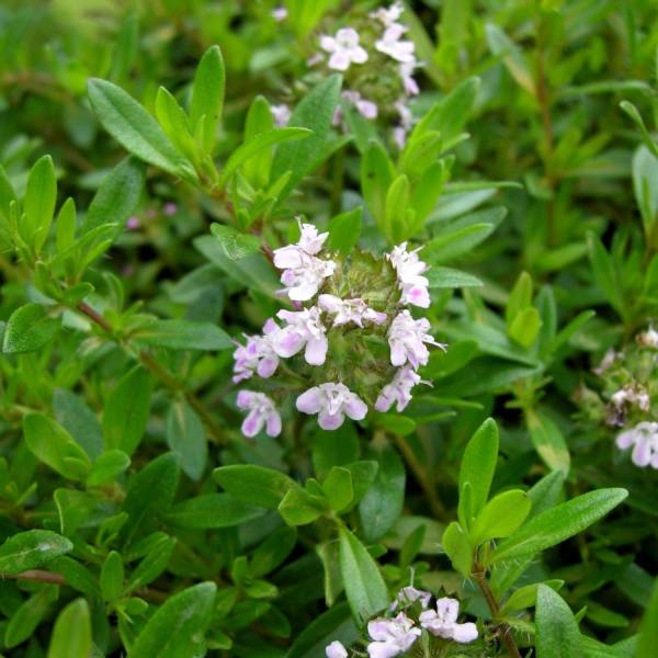 Promesse de Fleurs - Sarriette vivace - Satureja montana Godet de 7/8 cm