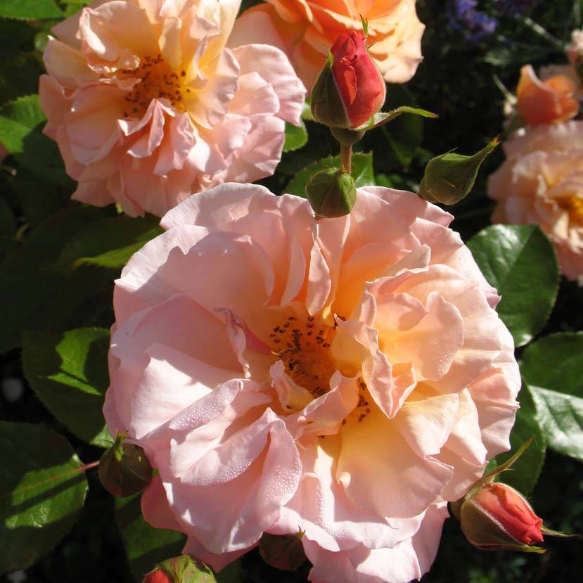 Rosier à fleurs groupées Martin des Senteurs Pot de 4L/5L