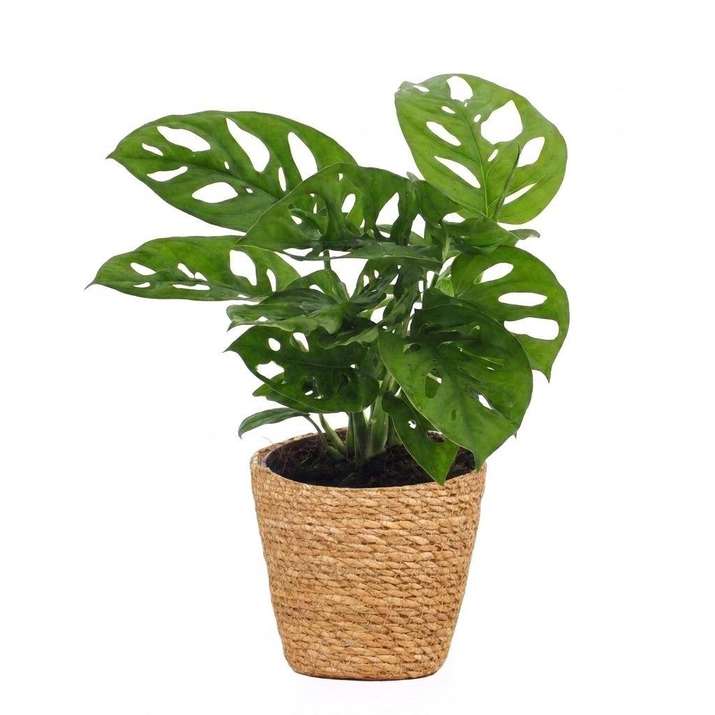La Green Touch - Monstera adansonii - Monstera Monkey Mask - Panier en jonc de mer inclus - Pot Ø12 cm, H 25 cm - Image 2