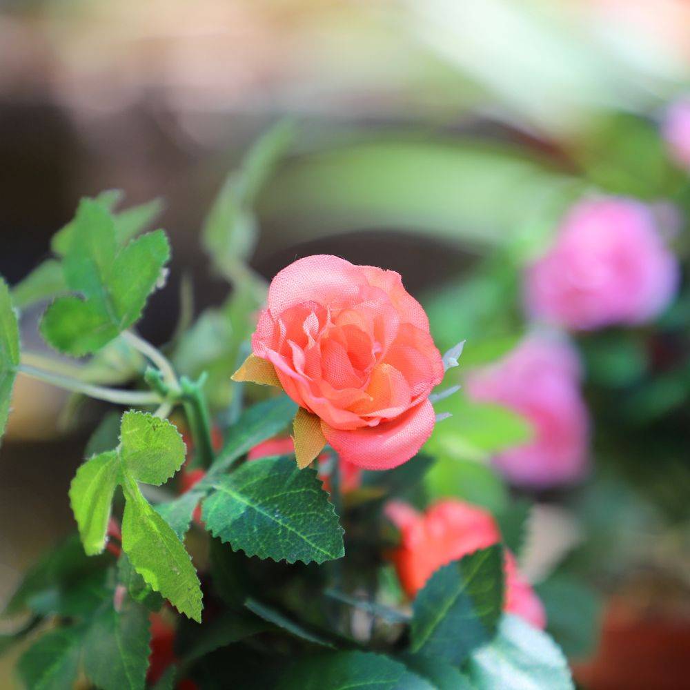 Rosier plante fleur artificielle extérieur cimetière tissu corail 23cm Chemin de campagne - Imagen 4