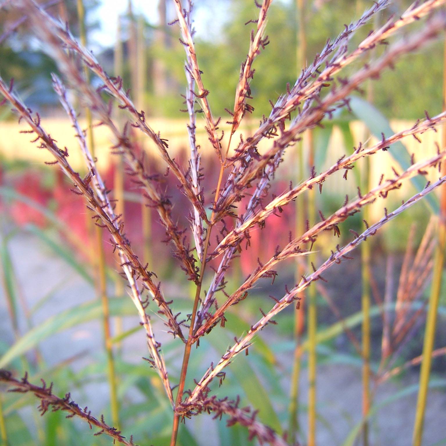 Promesse de Fleurs - Miscanthus sinensis Rotsilber - Roseau de Chine Godet de 8/9 cm