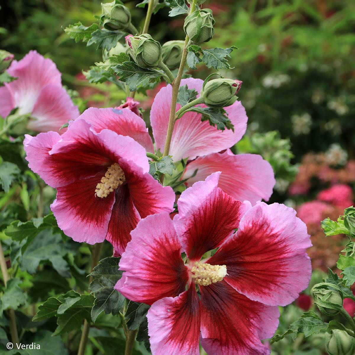 Promesse de Fleurs - Hibiscus syriacus Hibisa Cocktail - Althéa Pot de 3L/4L - Image 1