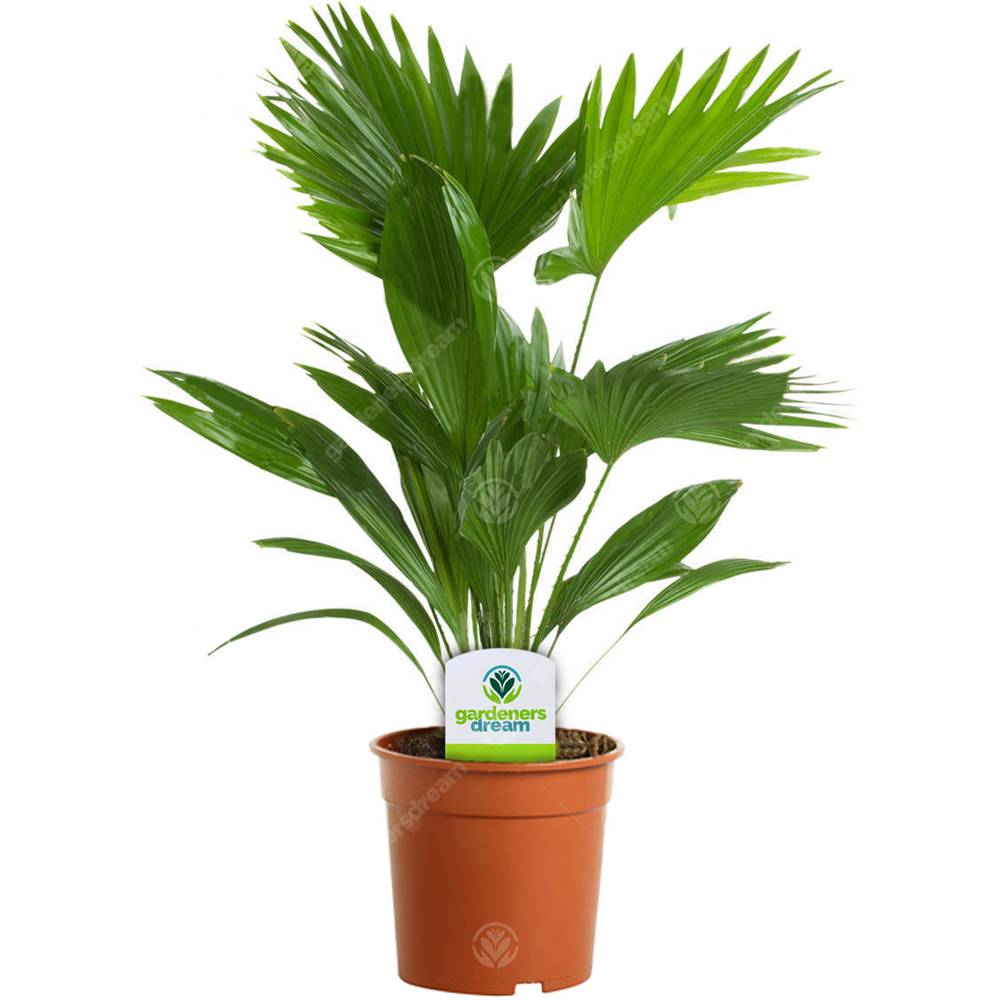 Gardenersdream - Livistona – 1 Plante – Maison / Bureau Palmier Éventail En Pot - GardenersDream - Imagen 1