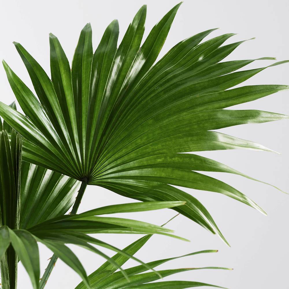 Gardenersdream - Livistona – 1 Plante – Maison / Bureau Palmier Éventail En Pot - GardenersDream - Imagen 2
