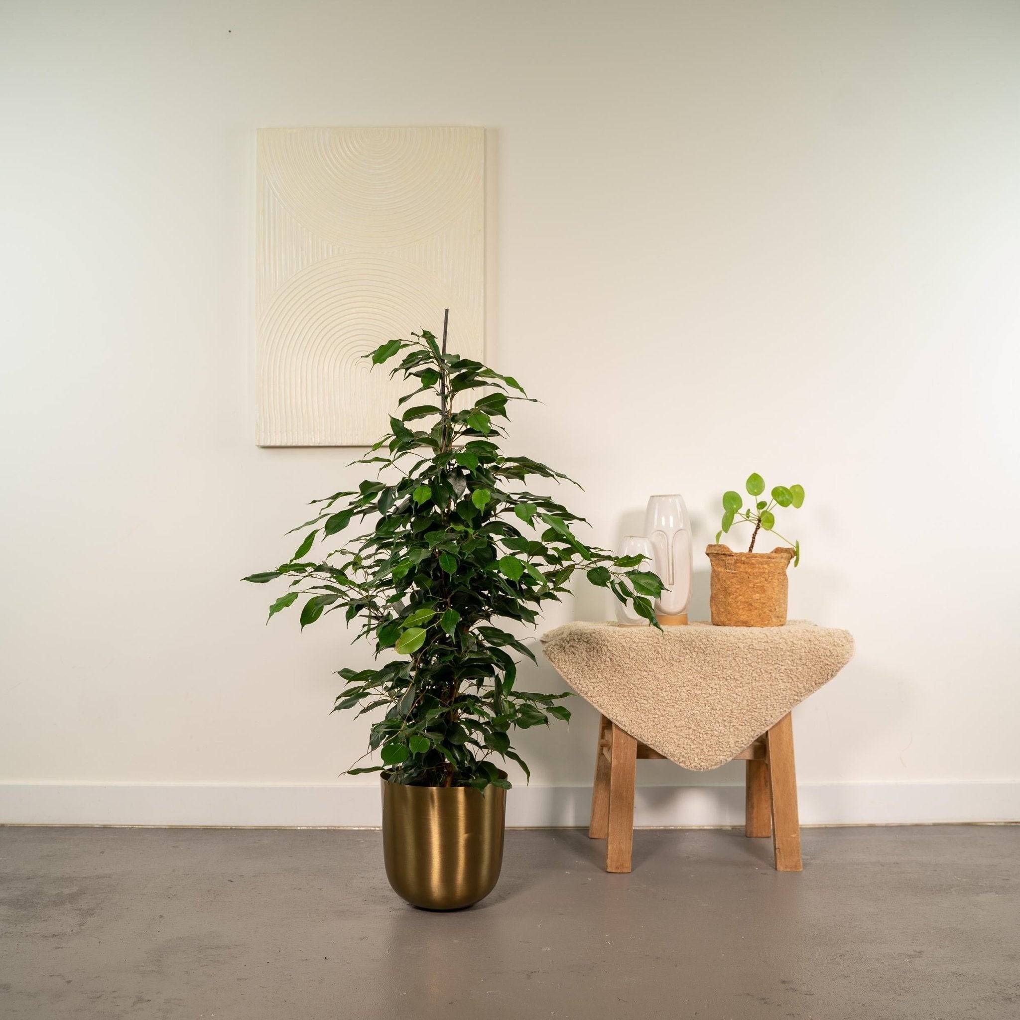 La Green Touch - Ficus benjamina  h95cm 95cm - Plante d'intérieur- La Green Touch - Image 3