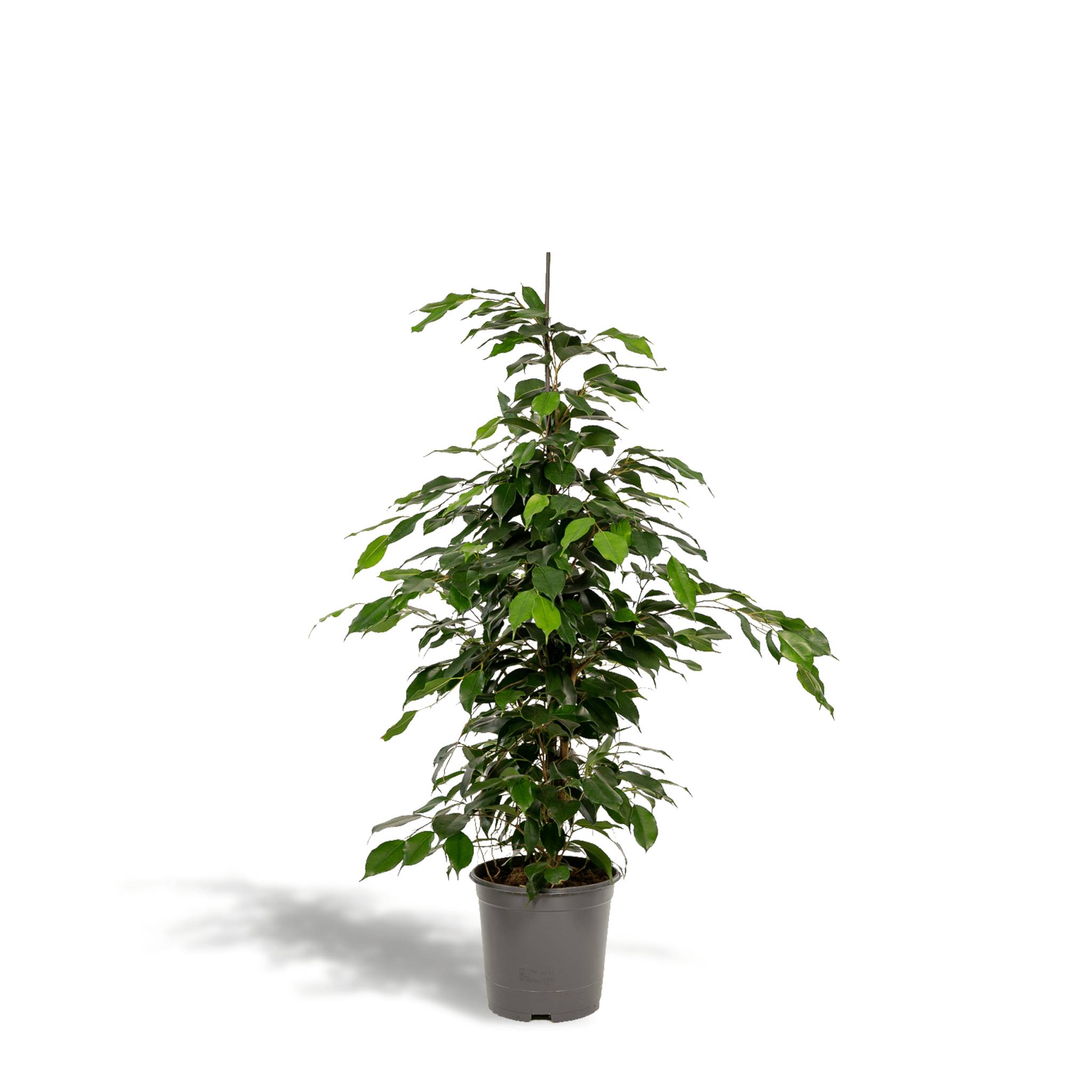 Ficus benjamina  h95cm 95cm - Plante d'intérieur- La Green Touch