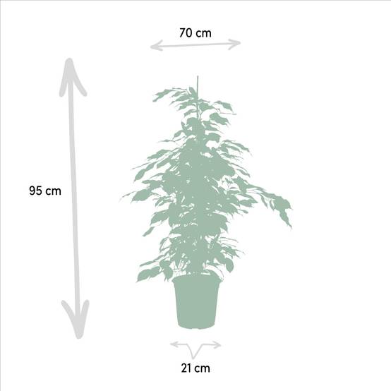 La Green Touch - Ficus benjamina h95cm 95cm - Plante d'intérieur- La Green Touch - Image 5