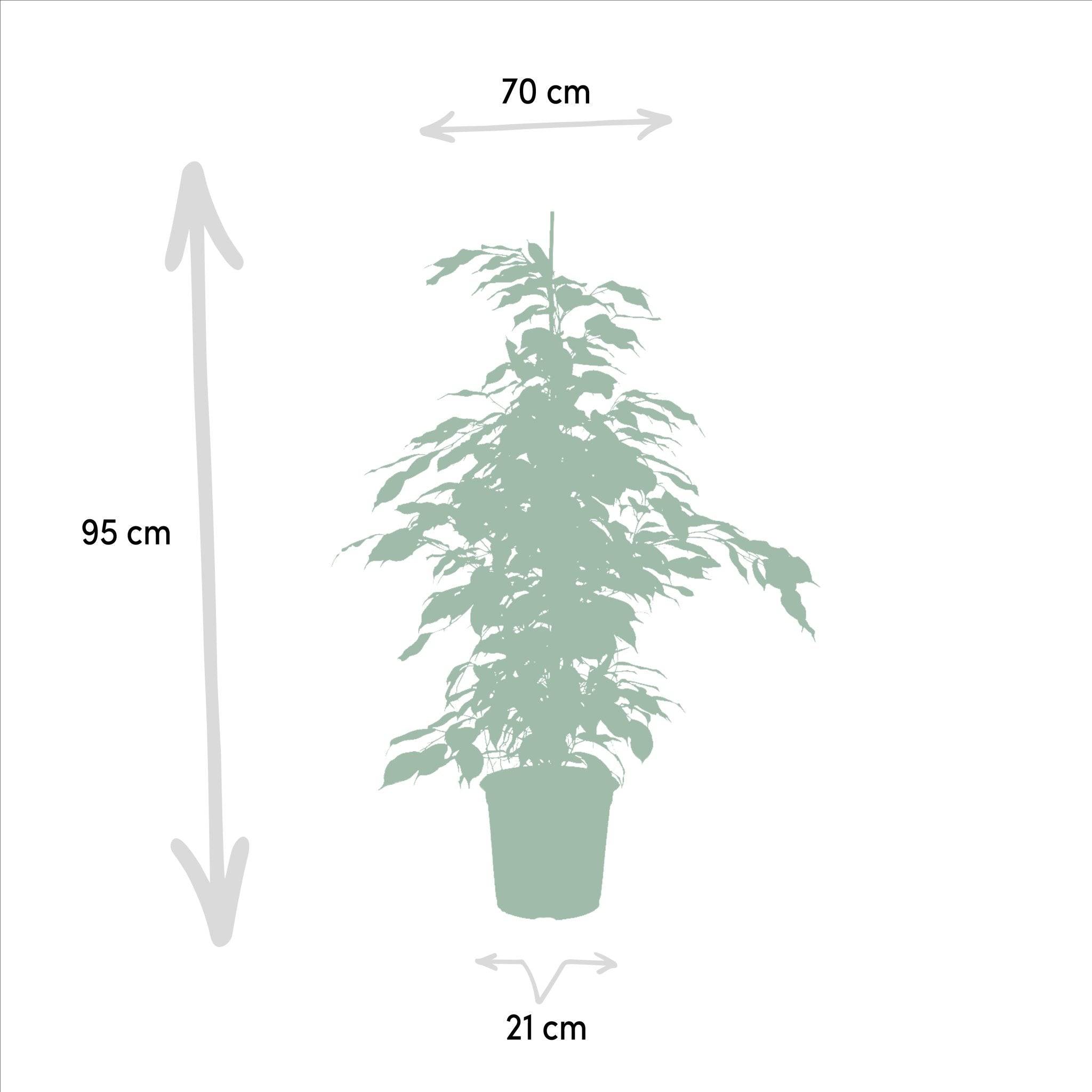 La Green Touch - Ficus benjamina  h95cm 95cm - Plante d'intérieur- La Green Touch - Image 5