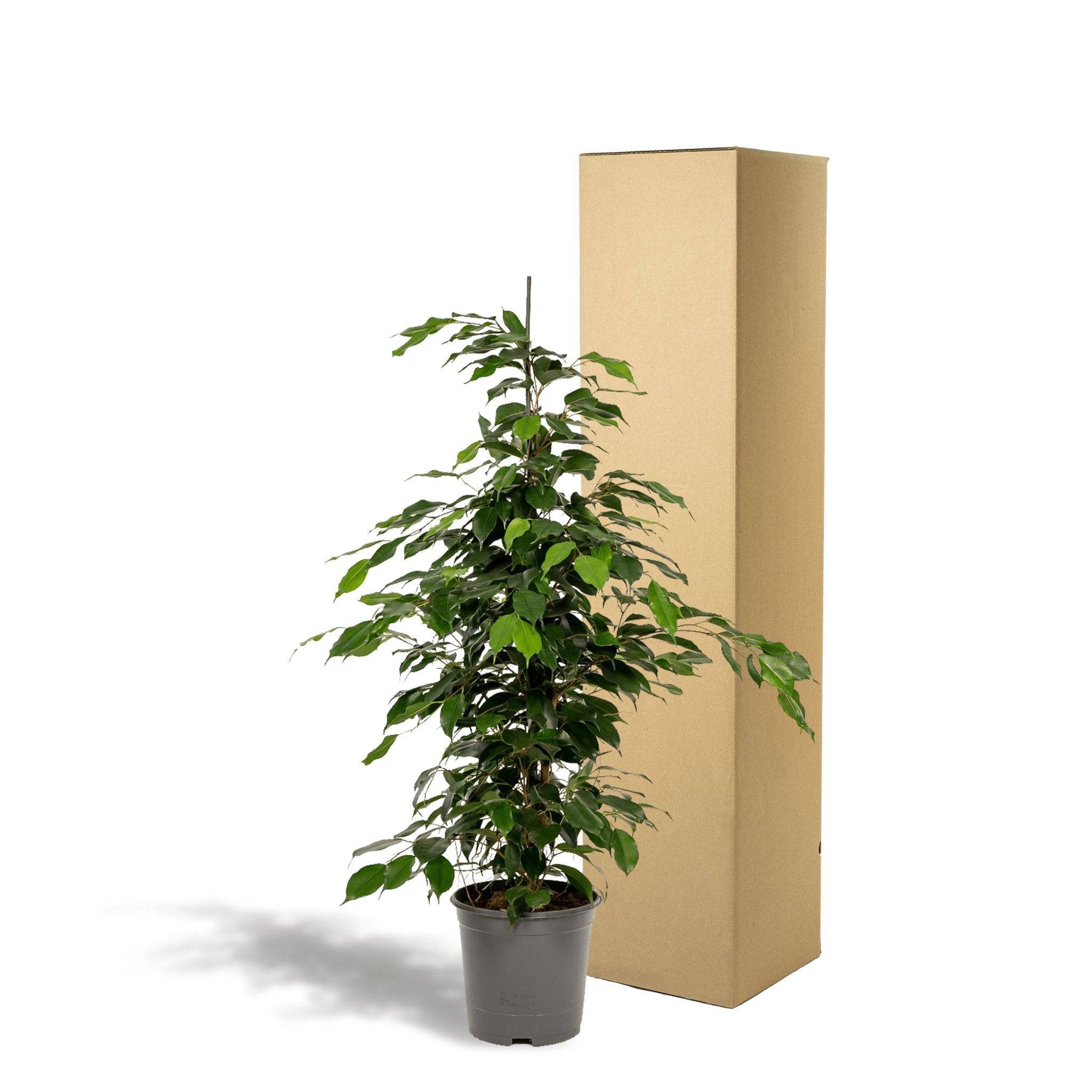 La Green Touch - Ficus benjamina h95cm 95cm - Plante d'intérieur- La Green Touch - Image 6