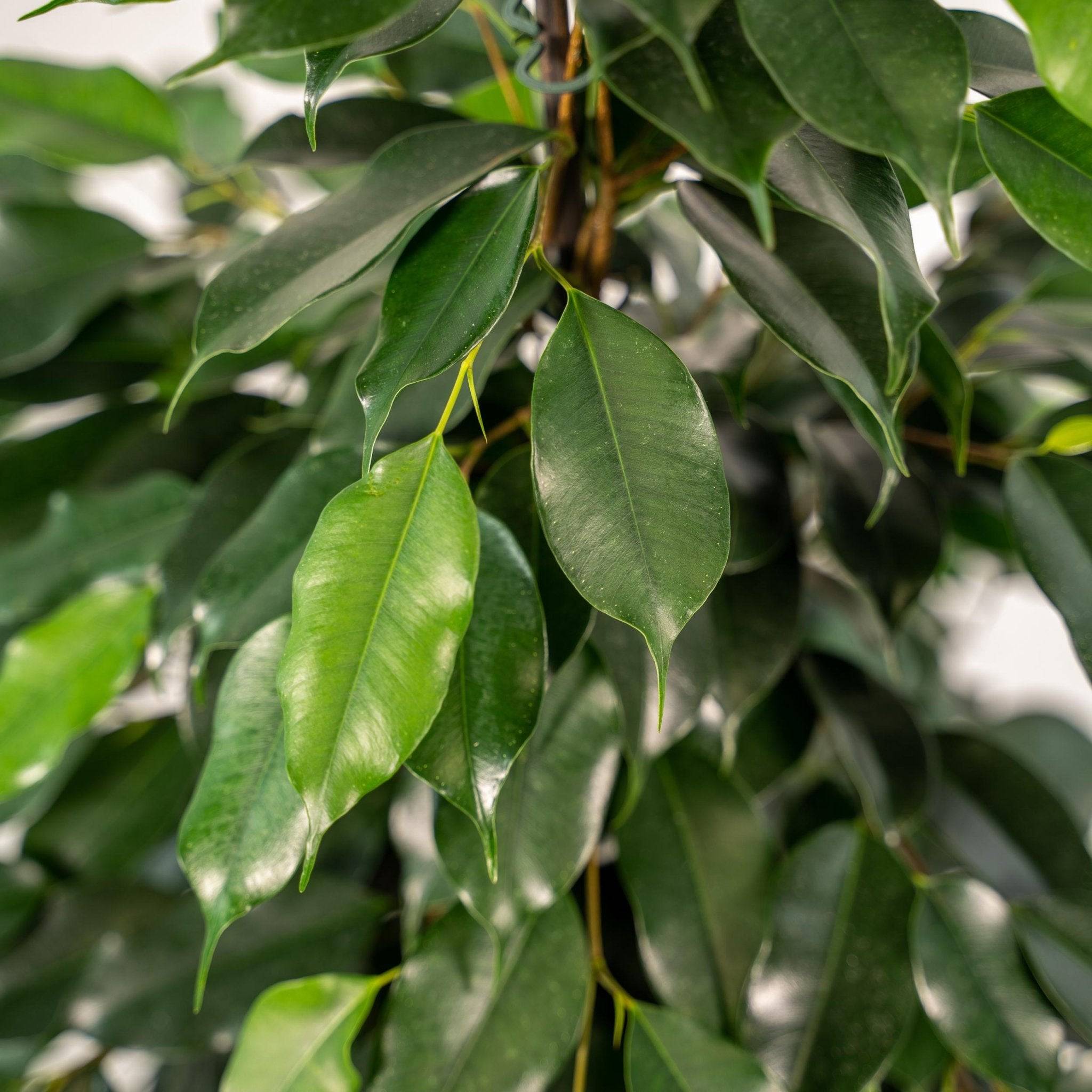 La Green Touch - Ficus benjamina h95cm 95cm - Plante d'intérieur- La Green Touch - Image 4