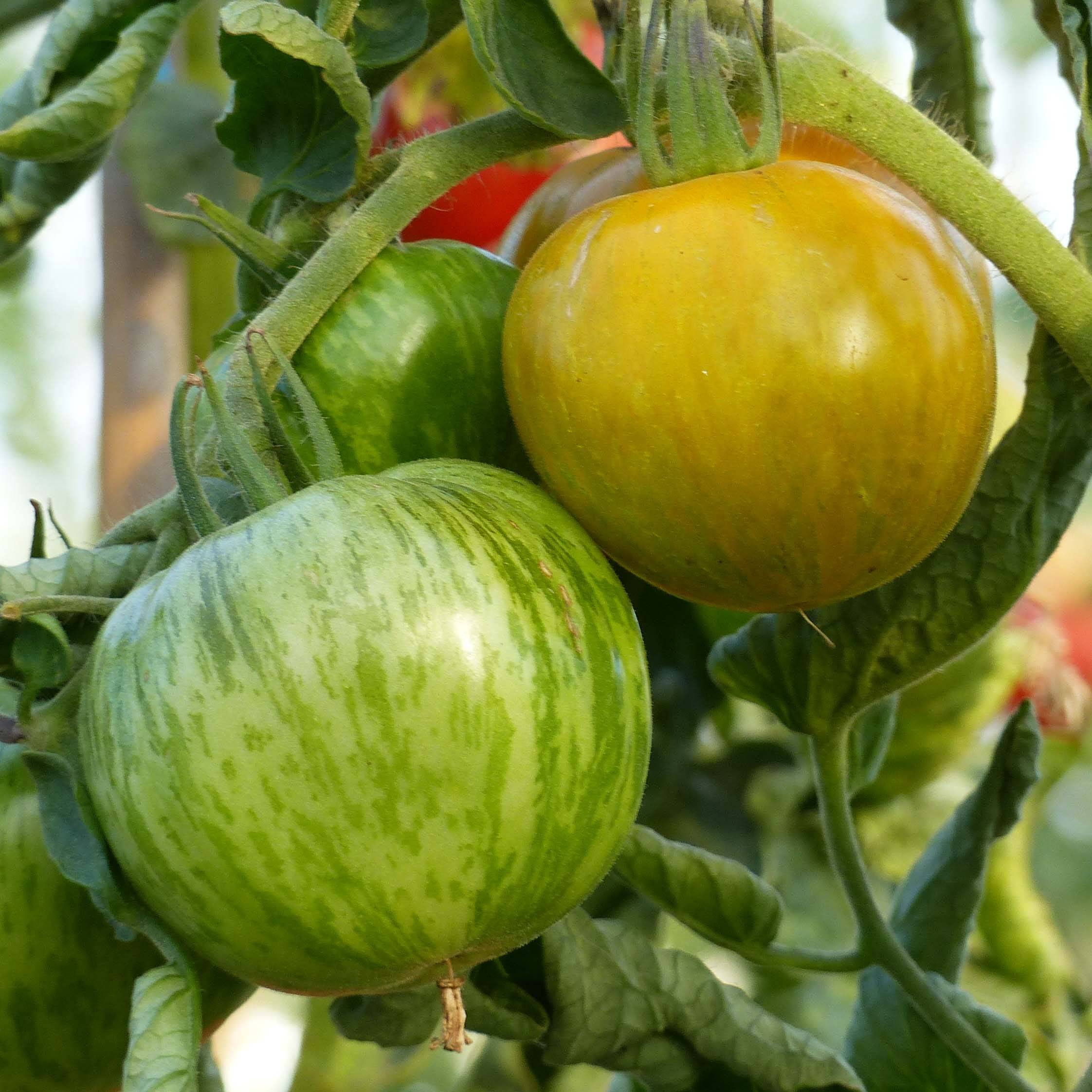 Tomate Green Zebra  - Solanum lycopersicum le sachet de 40 ? 60 graines environ (0,2g)