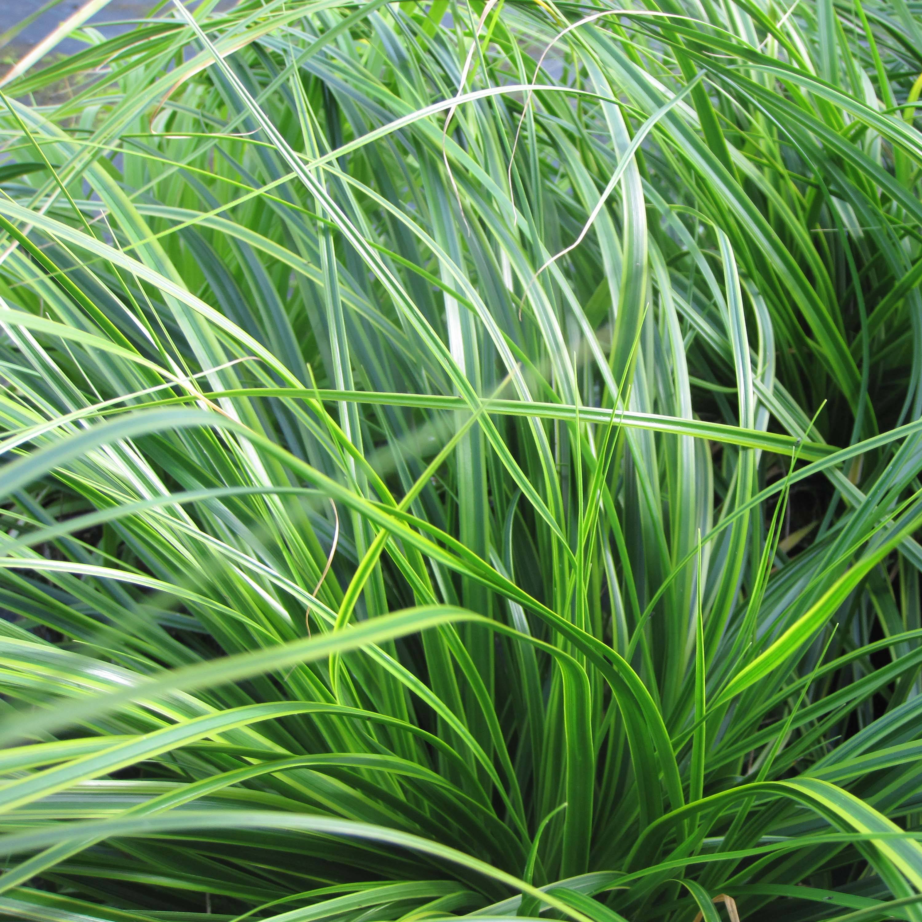 Carex oshimensis Everlime - Laîche d'Oshima Godet de 8/9 cm