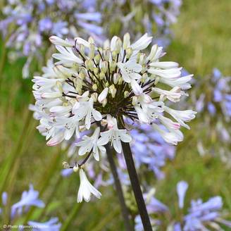 Agapanthe Graphite White Pot de 2L/3L