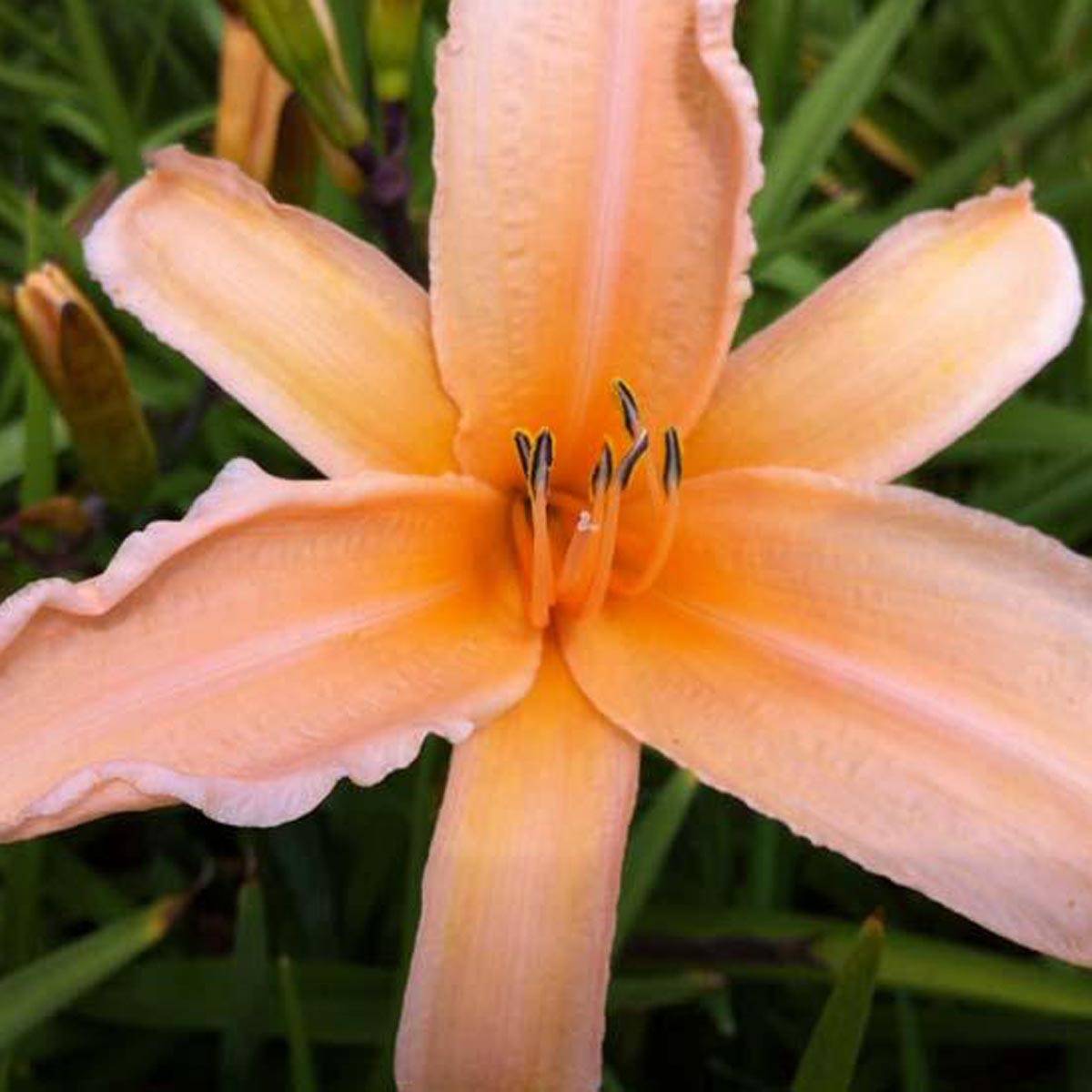 Hémérocalle George Cunningham - Lis d'un jour orange saumon Godet de 8/9 cm