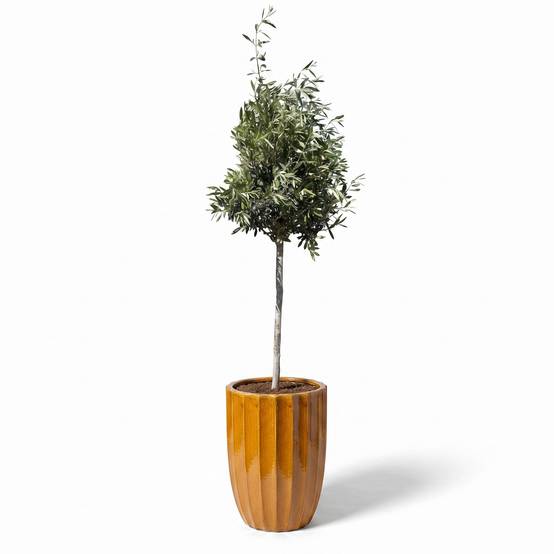 Lot olivier + pot HUGO 44x59cm miel - Image 2
