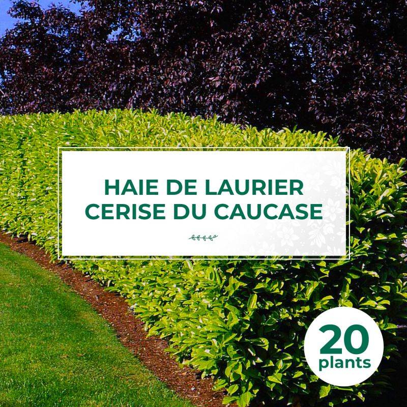 20 Lauriers Cerise du Caucase (Prunus Laurocerasus Caucasica) - Haie de Laurier Cerise du Caucase -  - Pépinières Naudet - Imagen 1
