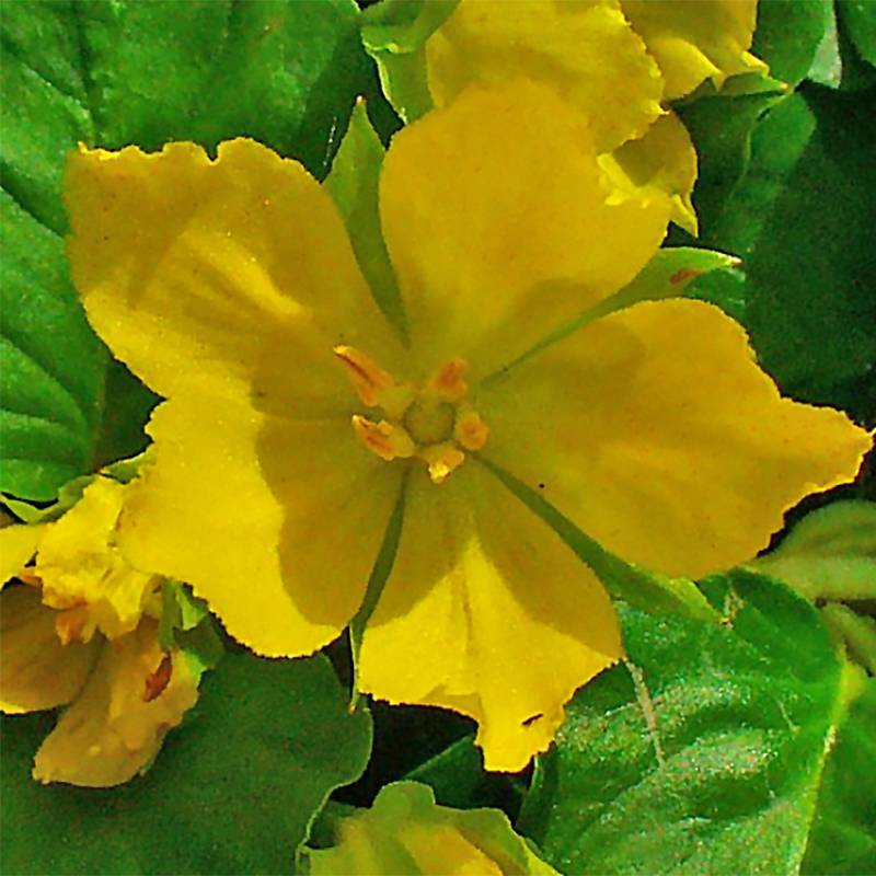 Lysimachia nummularia - Herbe aux écus Godet de 8/9 cm