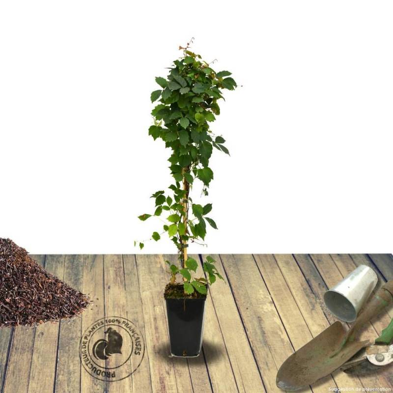 Vigne Vierge tricuspidata Veitchii - Godet - 5/20 cm - Imagen 3