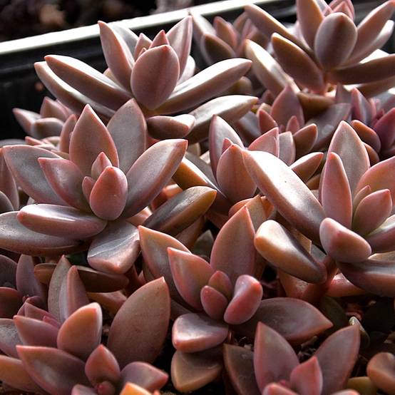 x Graptosedum Bronze - Plante grasse Godet de 8/9 cm