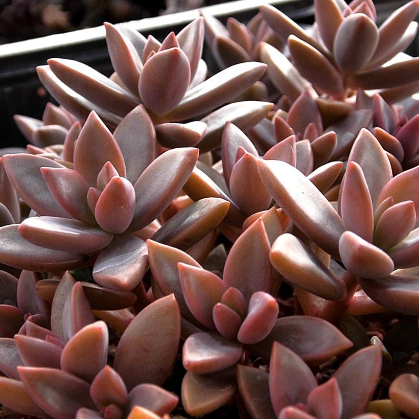 x Graptosedum Bronze - Plante grasse Godet de 8/9 cm