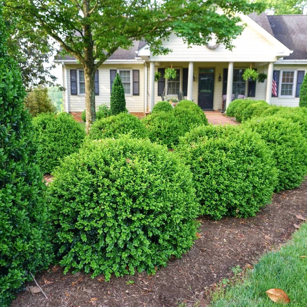 Buis NewGen Independence® 'SB 108', Buxus - Pot de 4L - 20/40 cm - Image 1